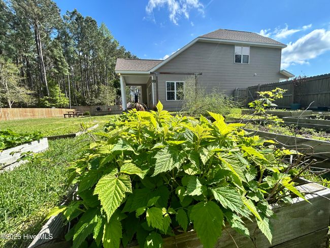Raspberries already starting! | Image 42