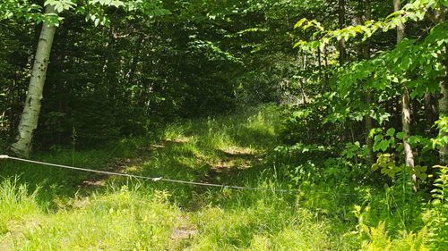 1718 Brown Schoolhouse Rd, Reading, VT, 05062 | Card Image