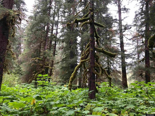 LOT17-BLK-B-EXCURSION-I - 17 Excursion Inlet, Home with 0 bedrooms, 0 bathrooms and null parking in Excursion Inlet AK | Image 9