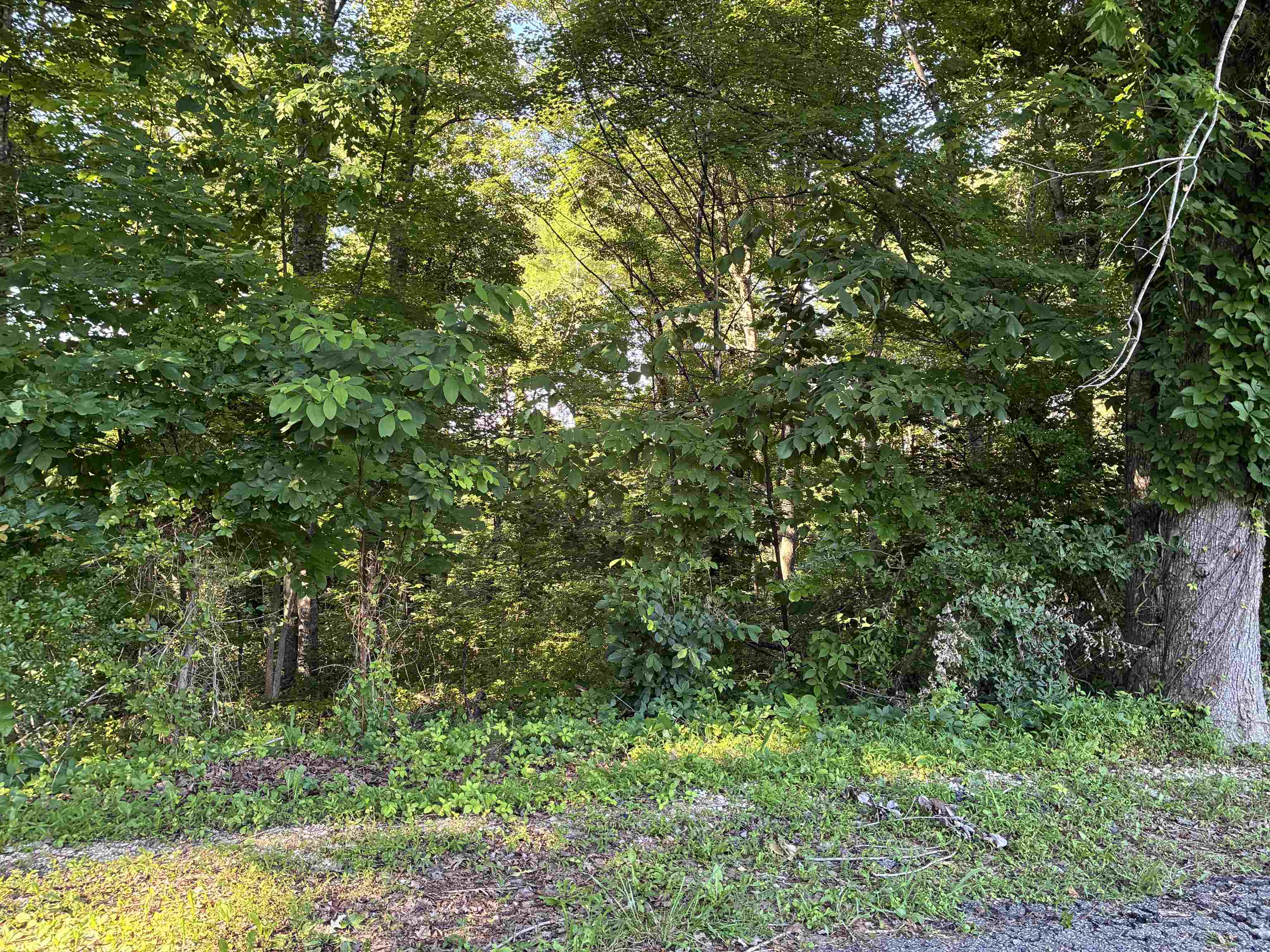 Land in Louisa 4