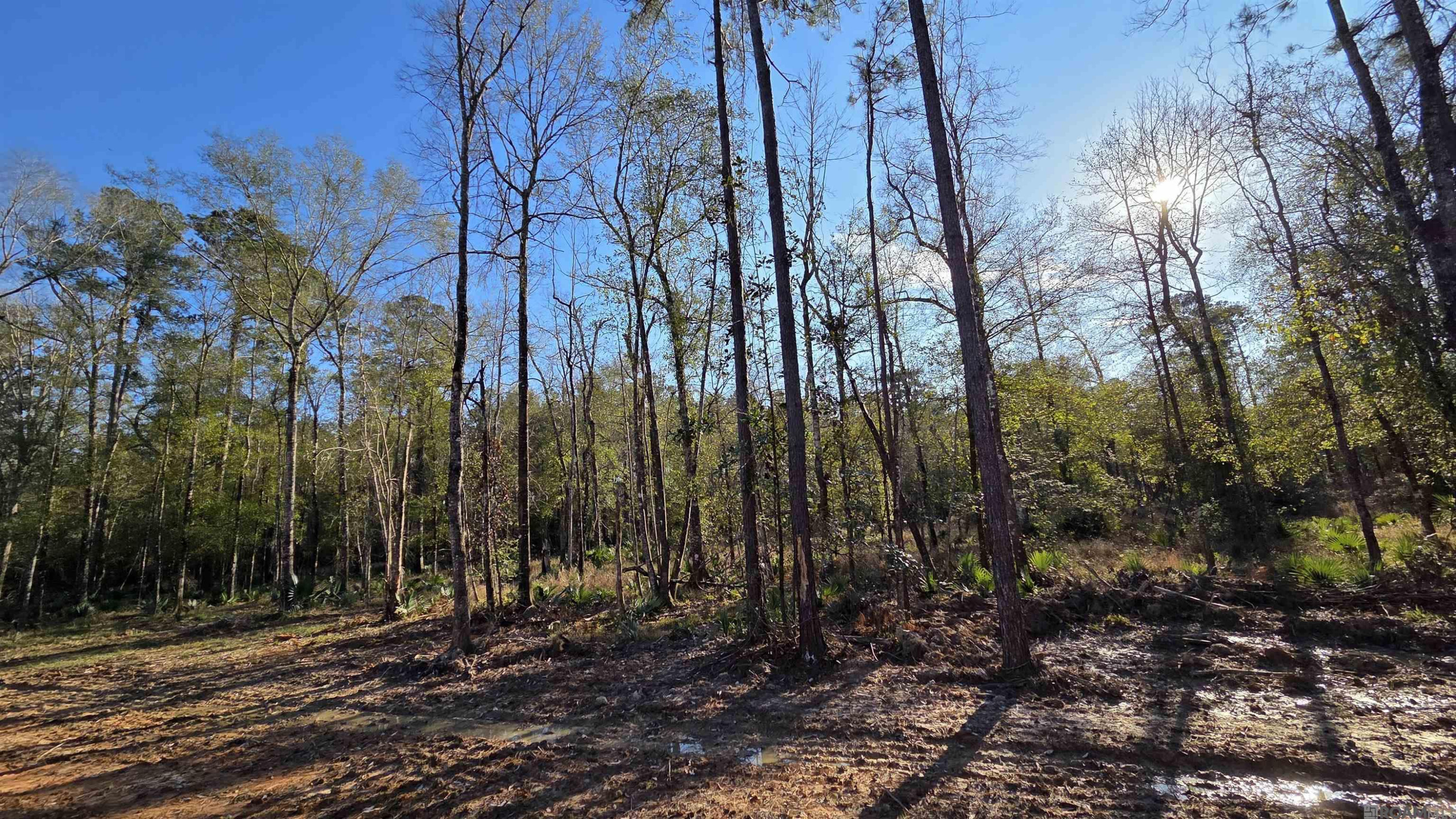 Land in Livingston 5