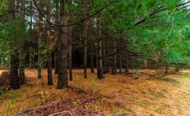 Pines | Image 19