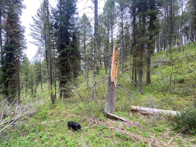 View of nature | Image 51