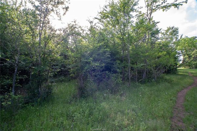 View of local wilderness | Image 9