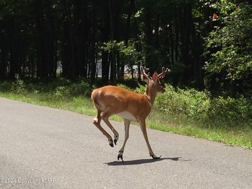 B566 Teddyuscung Trail &Amp; Byron Lane, Albrightsville, PA, 18210 | Card Image