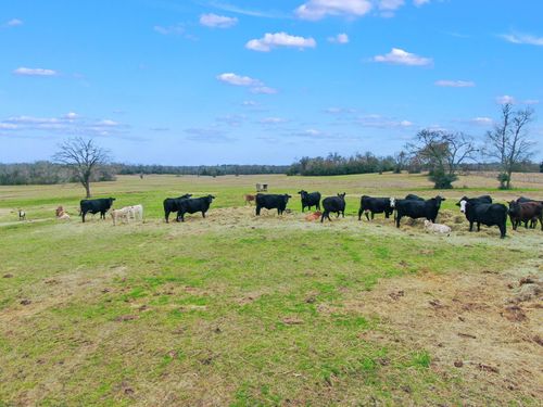 000 Pleasant Grove Rd, Iola, TX, 77861 | Card Image