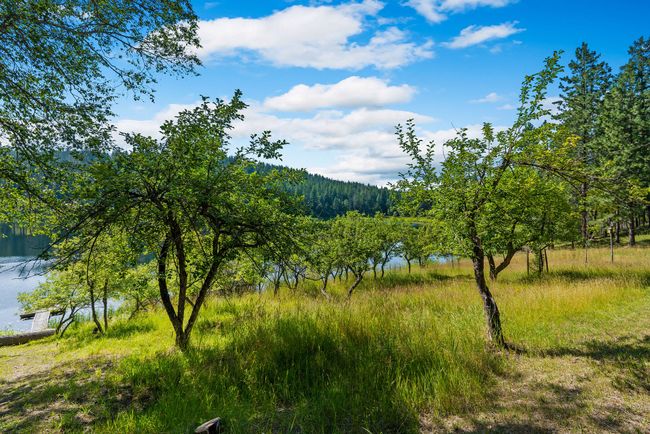 Fruit trees | Image 50
