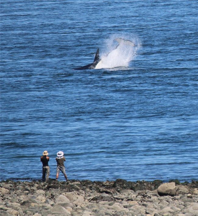 Orcas | Image 76