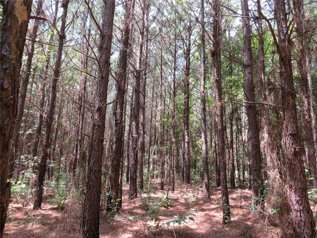 00 Highway 371, Home with 0 bedrooms, 0 bathrooms and null parking in Rosston AR | Image 19