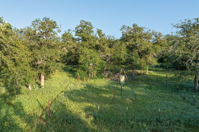 View of local wilderness | Image 9
