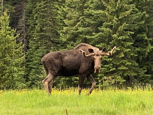1876 Timber Creek Rd, Haugan, MT, 59842-7501 | Card Image