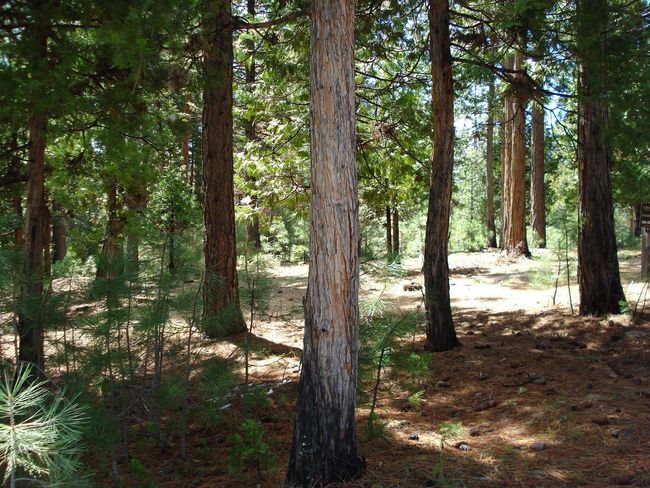 745 Blacktail Rdg, Home with 0 bedrooms, 0 bathrooms and null parking in Portola CA | Image 6