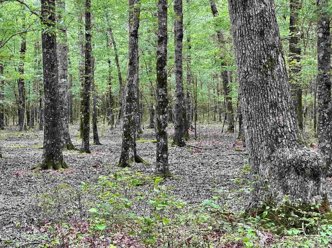 000 Oak Dale Rd, Home with 0 bedrooms, 0 bathrooms and null parking in Lonoke AR | Image 23