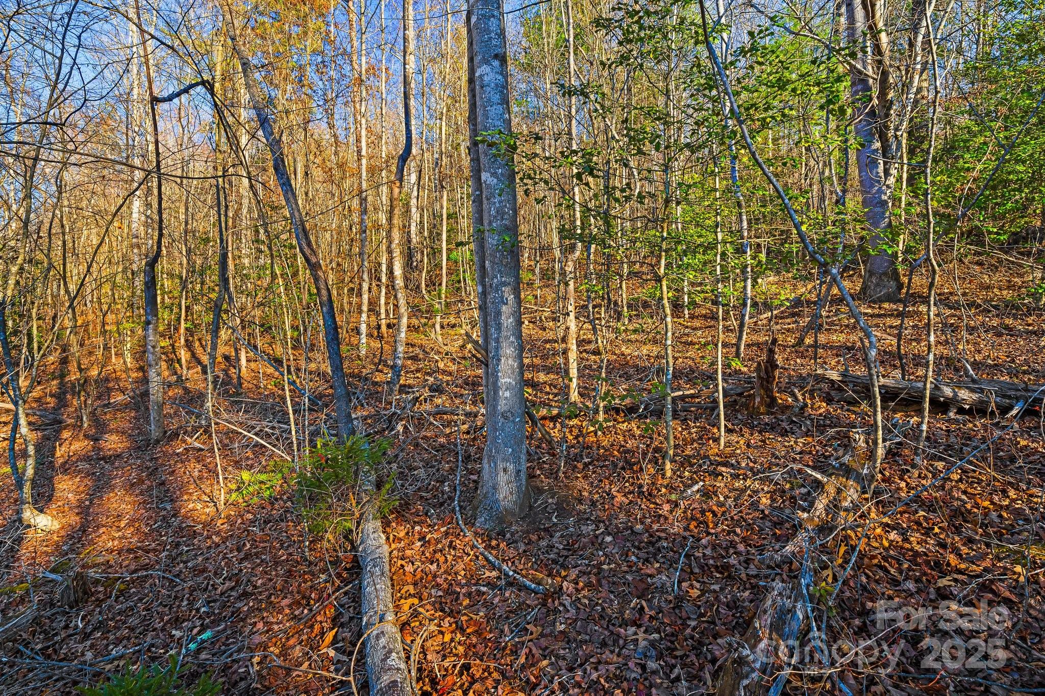 Land in Asheville 4