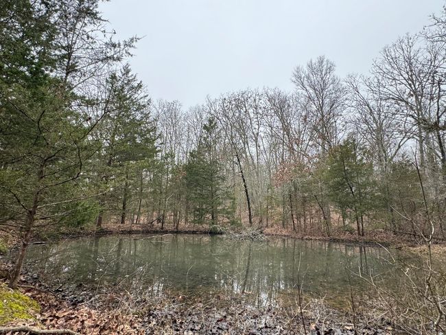 Pond | Image 5