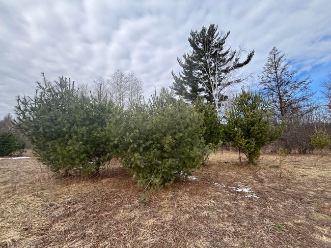 12 N Oak Ave, Home with 0 bedrooms, 0 bathrooms and null parking in Paris MI | Image 16