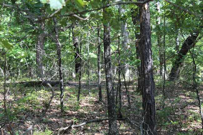 Lot 10-10 | Image 12