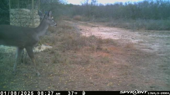 0 Blackbrush Spur, Home with 0 bedrooms, 0 bathrooms and null parking in George West TX | Image 21