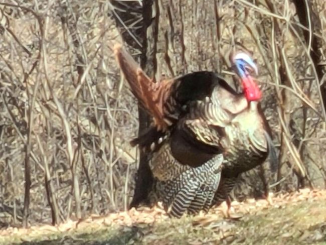 Tons of Wildlife! | Image 44