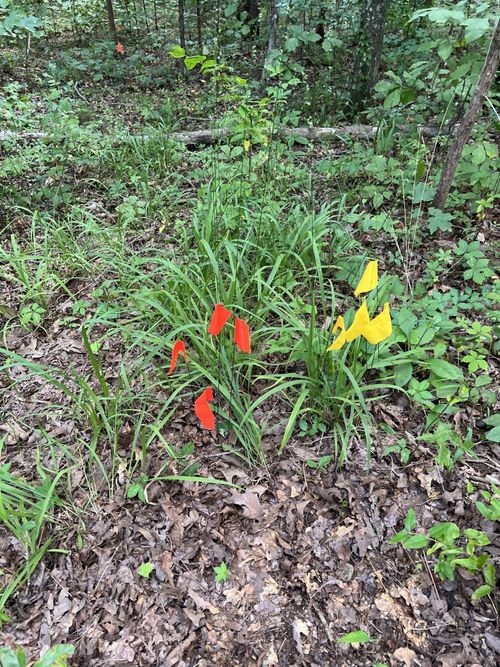 1 S Lick Creek Rd, Lyles, TN, 37098 | Card Image