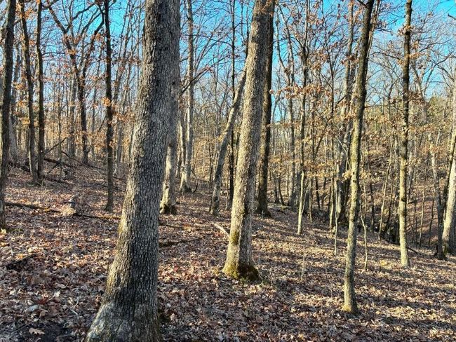 View of landscape with a view of trees | Image 8