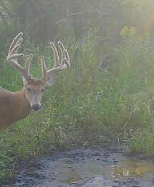 TBD County Highway 73, Deer Creek, MN, 56527 | Card Image