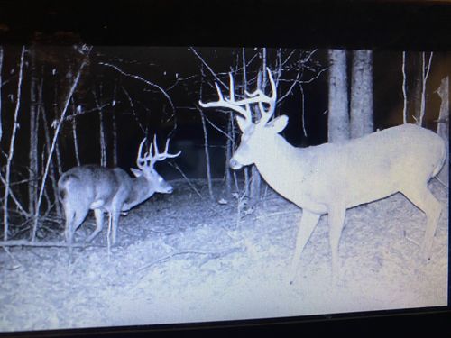 5273 Sinking Creek Rd, Linden, TN, 37096-6614 | Card Image