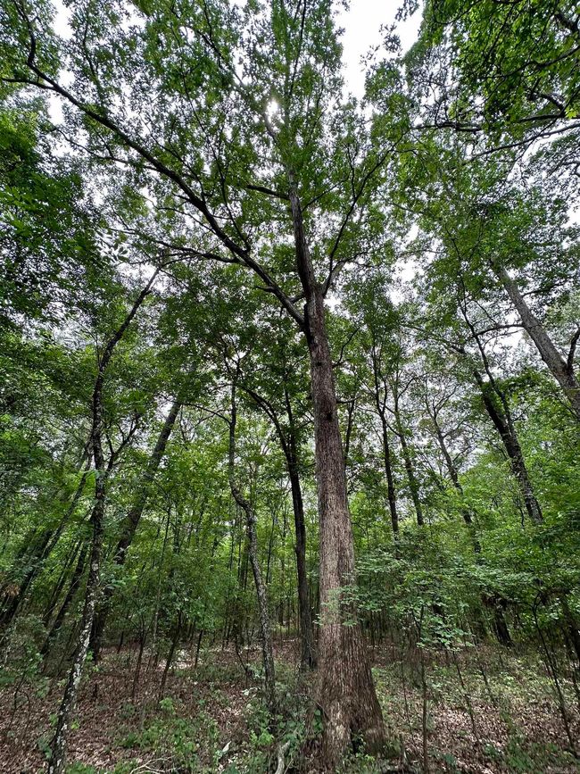 000 Oak Dale Rd, Home with 0 bedrooms, 0 bathrooms and null parking in Lonoke AR | Image 17