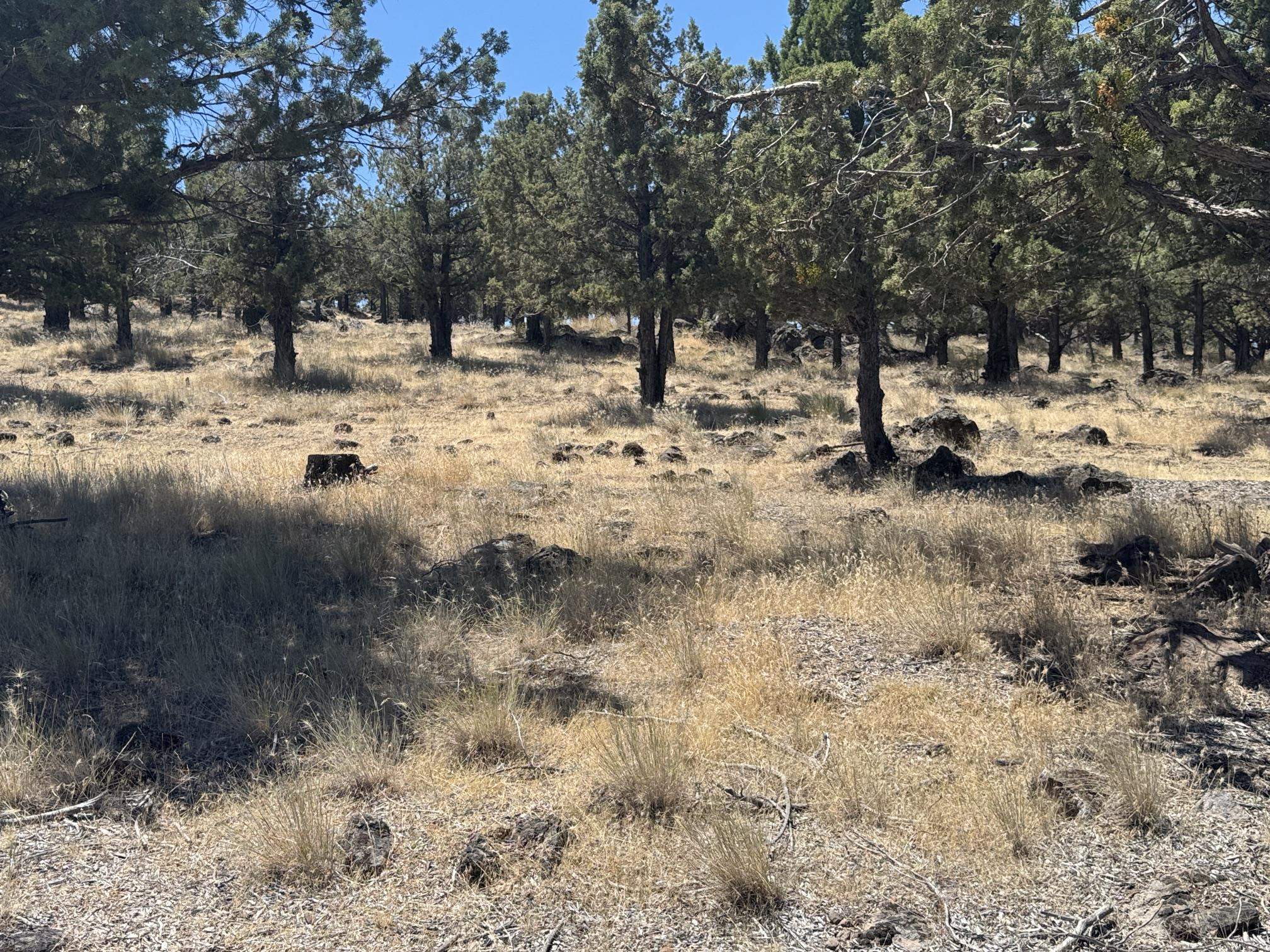 Land in Weed