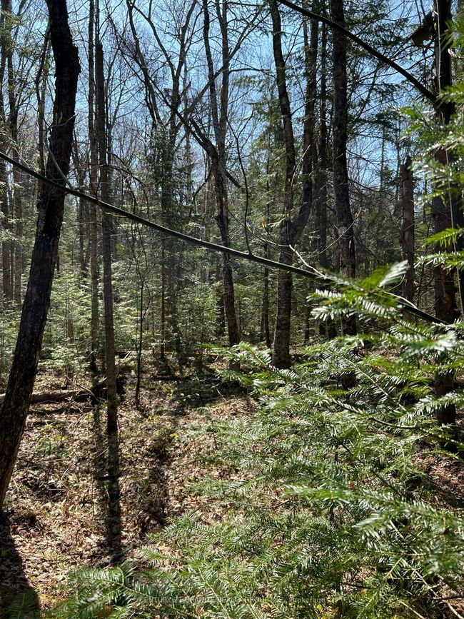 0 Madawaska Rd, Home with 0 bedrooms, 0 bathrooms and null parking in Maynooth ON | Image 9