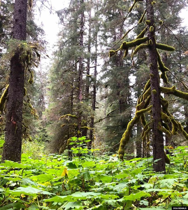 LOT17-BLK-B-EXCURSION-I - 17 Excursion Inlet, Home with 0 bedrooms, 0 bathrooms and null parking in Excursion Inlet AK | Image 20