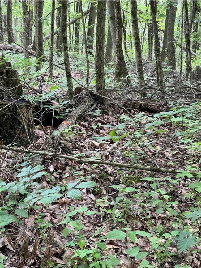 View of nature | Image 13