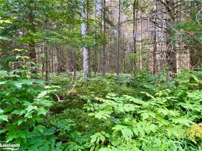 0 Concession 10 And 11 Road, Home with 0 bedrooms, 0 bathrooms and null parking in Parry Sound, Unorganized, Centre Part ON | Image 14