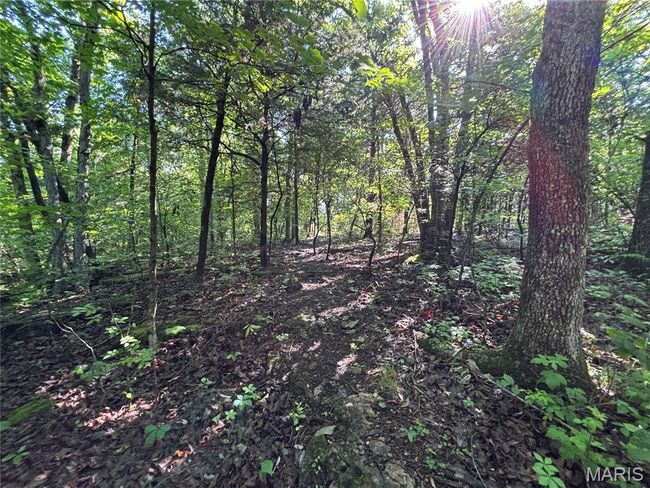 View of tree filled area | Image 25