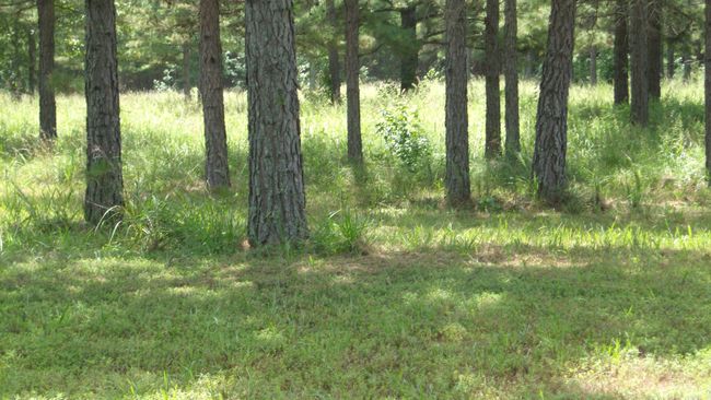00 Morgan Rd, Home with 0 bedrooms, 0 bathrooms and null parking in Rose Bud AR | Image 18