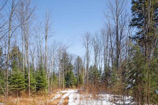 160-acre Pleasant Lake Rd, Home with 0 bedrooms, 0 bathrooms and null parking in Upson WI | Image 11
