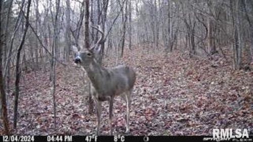 614 Bend Of River Rd, Cave In Rock, IL, 62919-2011 | Card Image