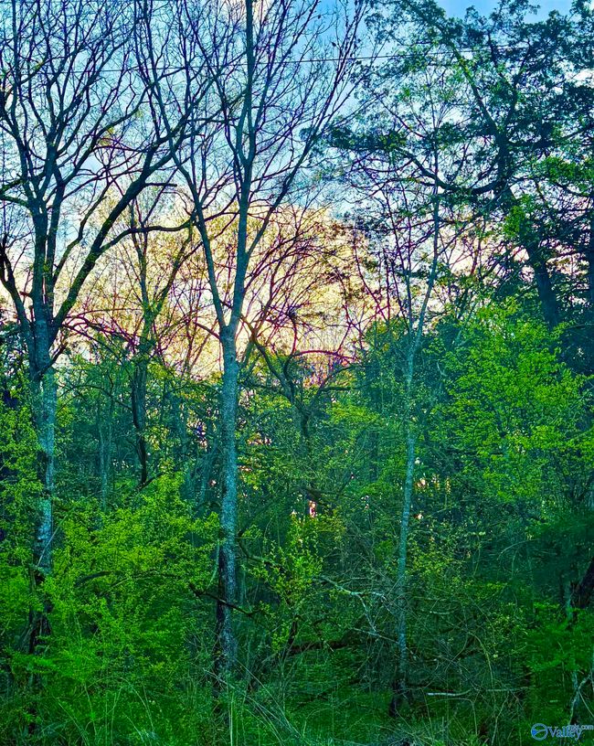 4.94 Acres Lyons Rd, Home with 0 bedrooms, 0 bathrooms and null parking in Decatur AL | Image 5
