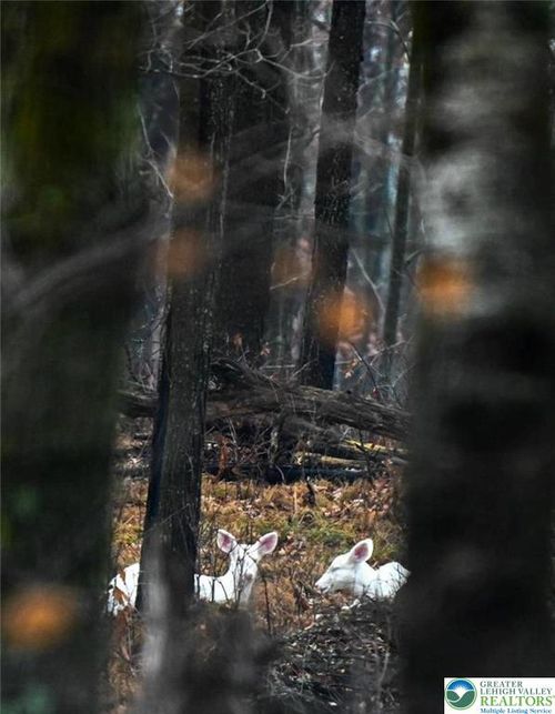 1456 Clover Rd, Long Pond, PA, 18334-7879 | Card Image