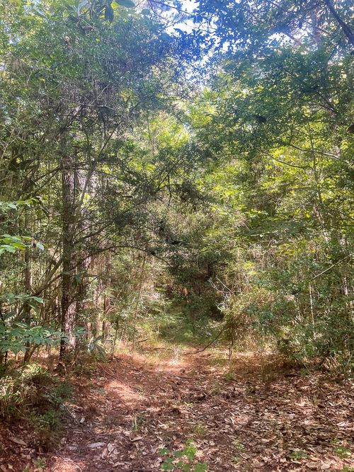 0 County Road 2096, Burkeville, TX, 75932 | Card Image
