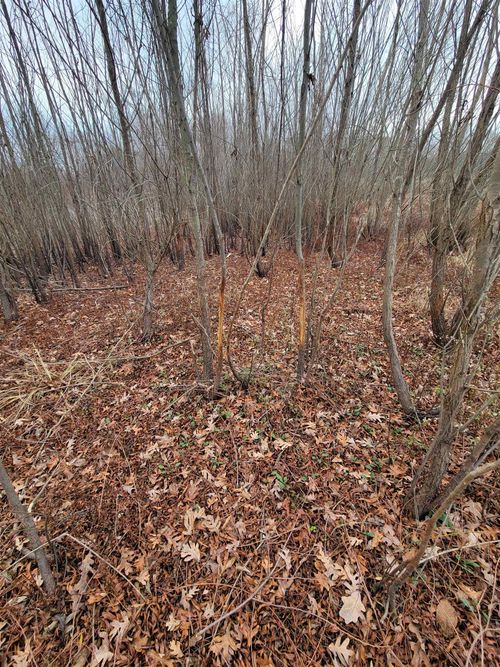 0 Highway 24, Russellville, AL, 35654 | Card Image