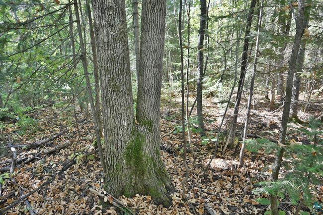 Lot 1 County Highway C, Home with 0 bedrooms, 0 bathrooms and null parking in Cornucopia WI | Image 9