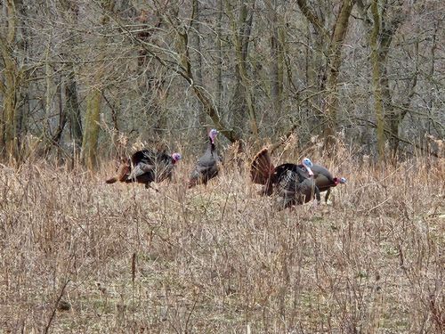  Crooked Creek Road, Cassopolis, MI, 49031 | Card Image