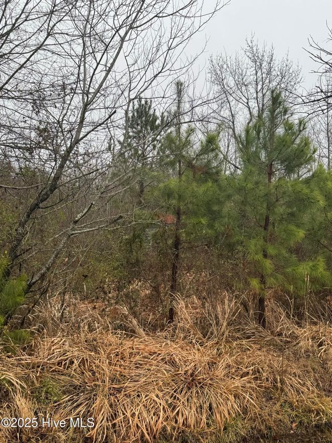 894 Swamp Road, Home with 0 bedrooms, 0 bathrooms and null parking in Pantego NC | Image 6