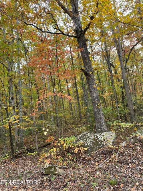 244 Acres Old Grimsley Rd, Grimsley, TN, 38565 | Card Image