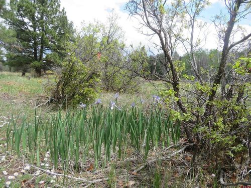 4140 N Pagosa Blvd, Pagosa Springs, CO, 81147 | Card Image