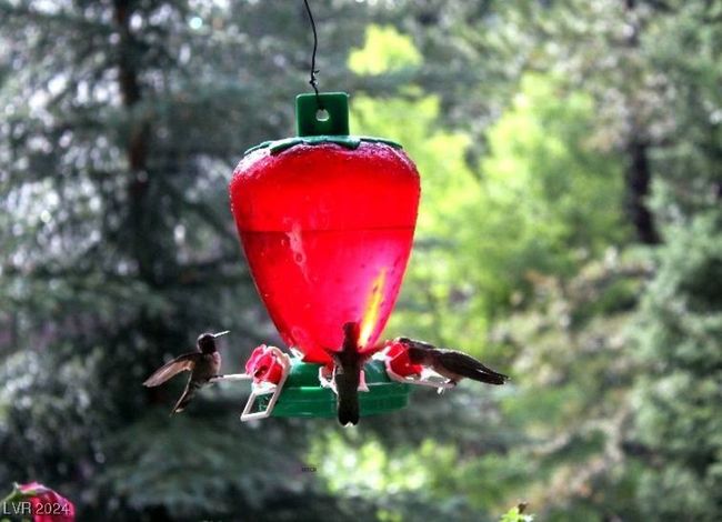 MT. CHARLESTON AREA - Wildlife | Image 35