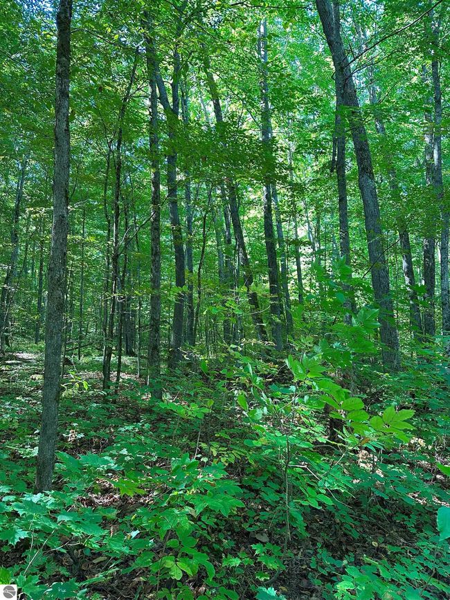 9591 Tower Rd Ne, House other with 1 bedrooms, 1 bathrooms and null parking in Kalkaska MI | Image 21