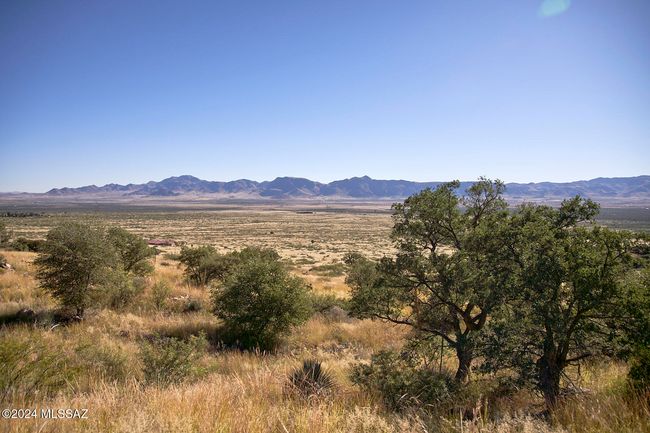 Hundreds of Cacti and Oak on property | Image 6