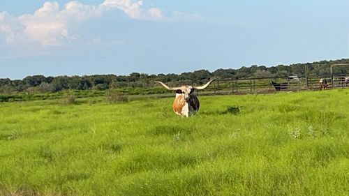 4565 County Road 140, Stephenville, TX, 76401-9675 | Card Image